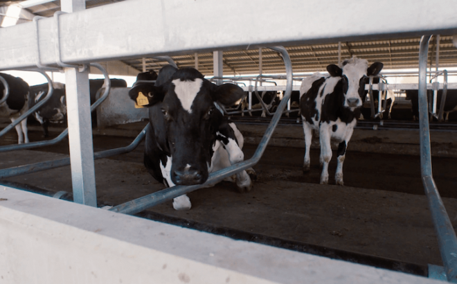 Waikato Dairy Barn System Cows