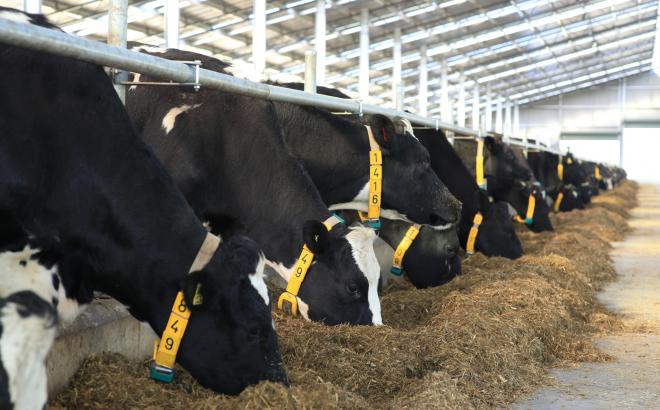 Dairy cows in New Zealand keeping shelter inside a dairy barn,