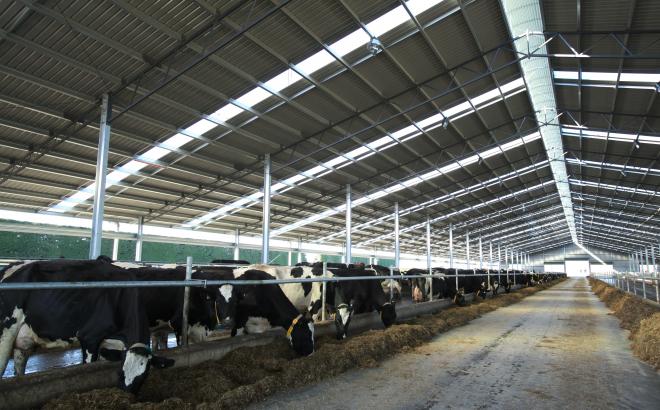View from inside a Calder Stewart Dairy Barn System