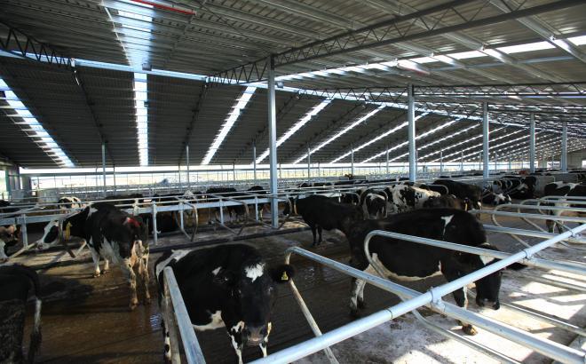 New dairy technology - dairy cows increase production inside a dairy barn system